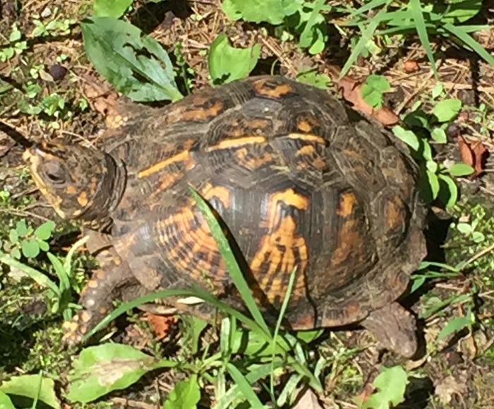 Eastern Box Turtle