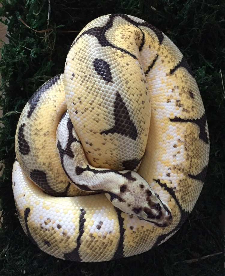 snake2