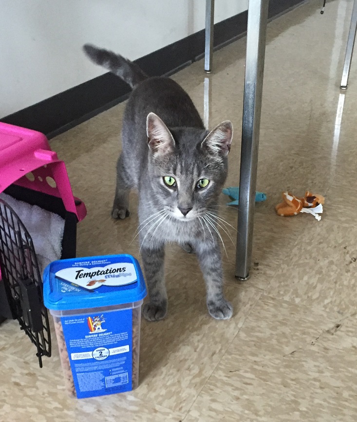 cat