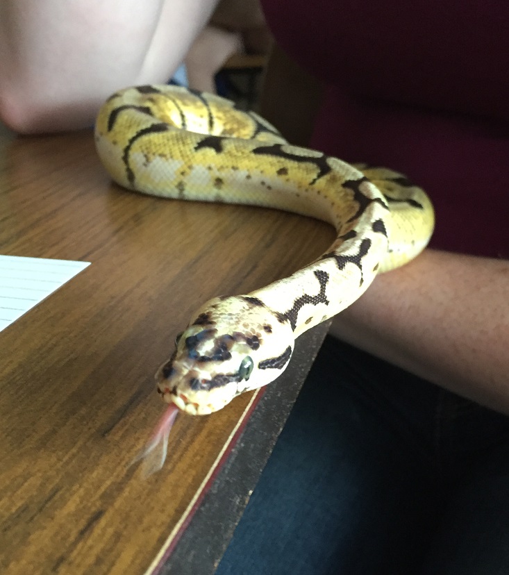 snake