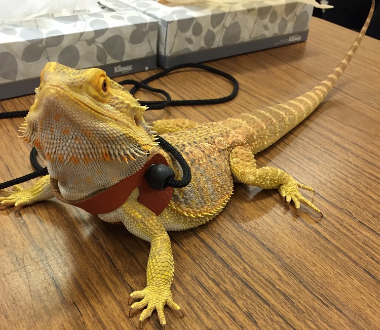 lizard