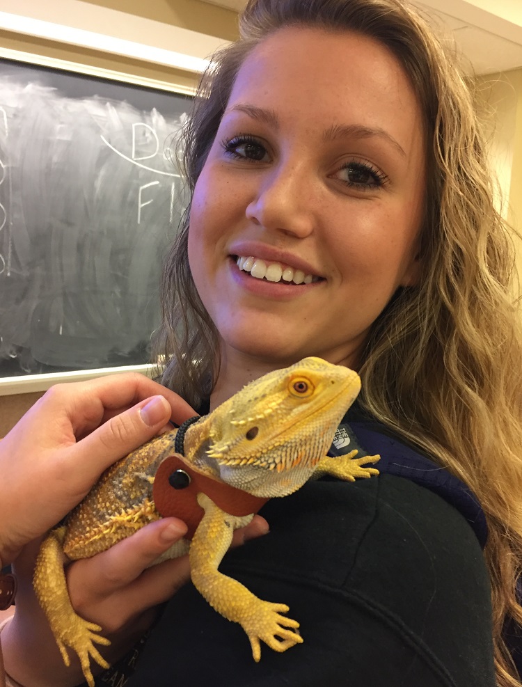 lizard