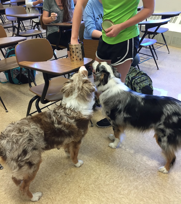 dogs