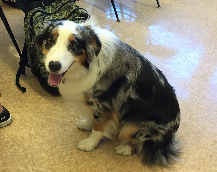 dog