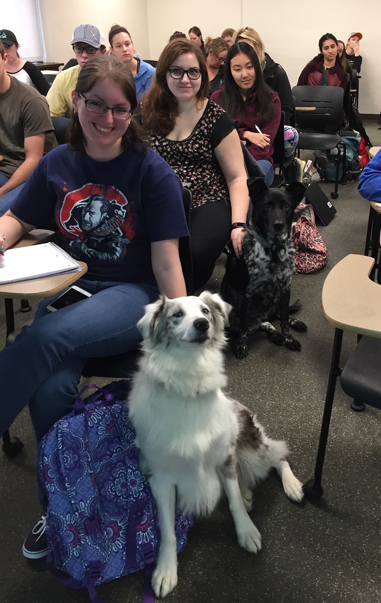 dogs