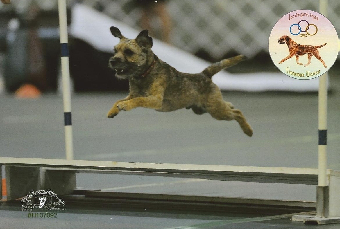 dog