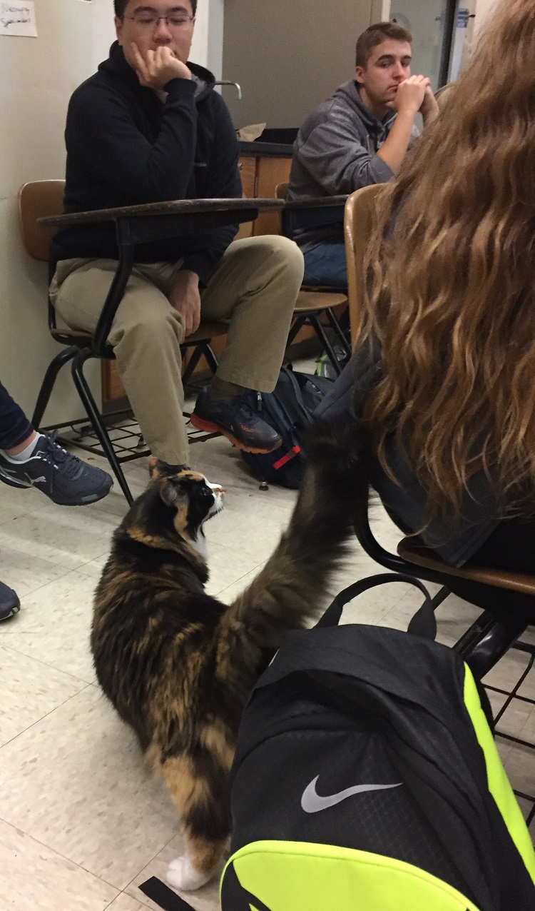 cat