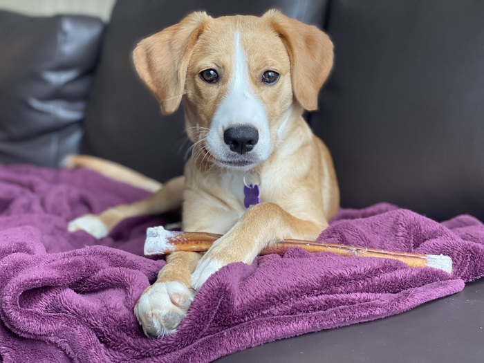 dog