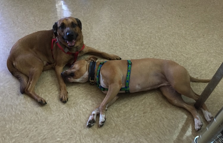 dogs