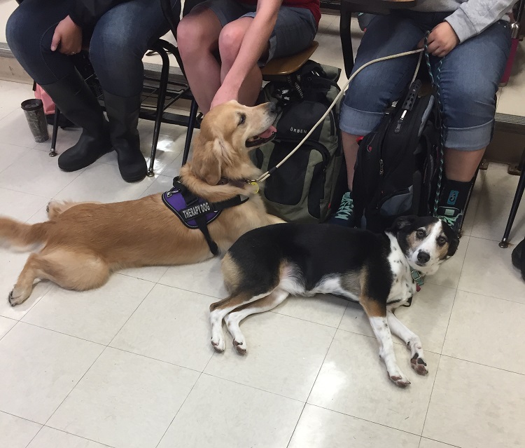 resting dogs