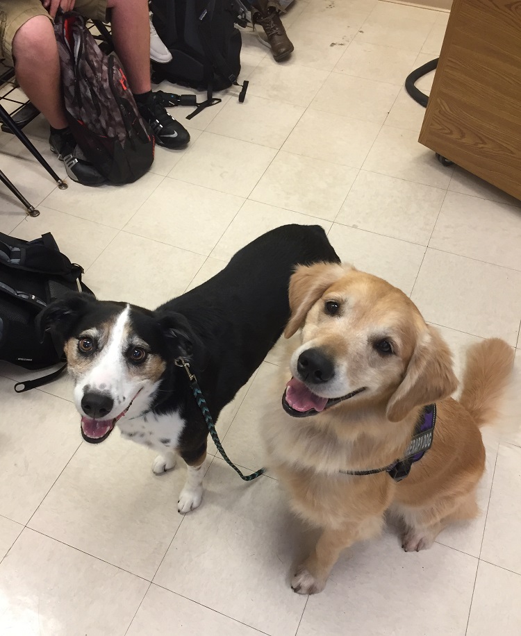 dogs