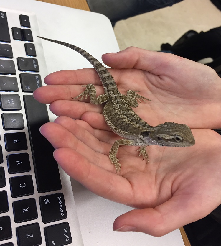 bearded dragon