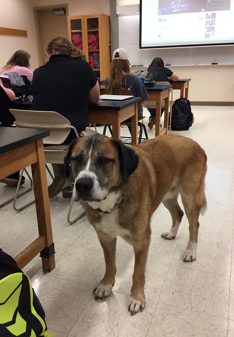 dog