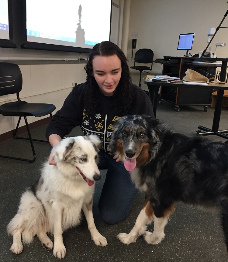 dogs