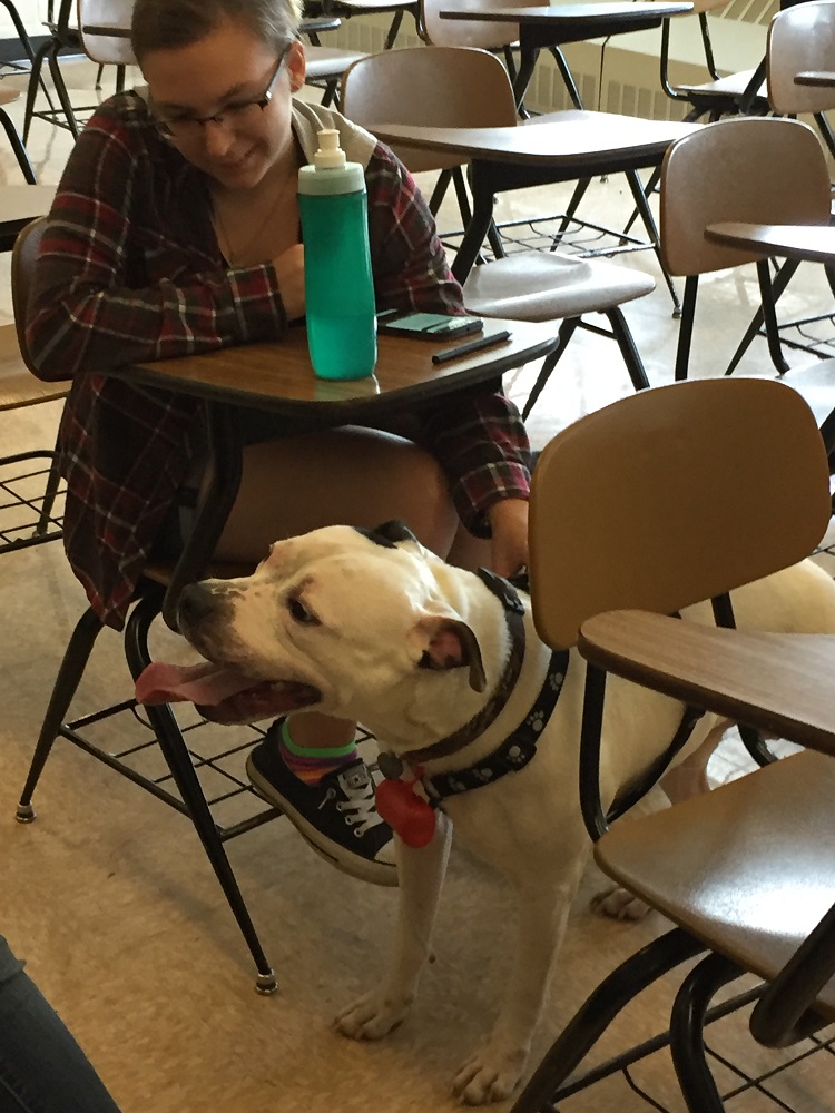 dog