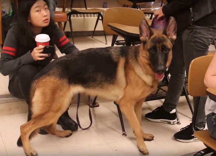 dog