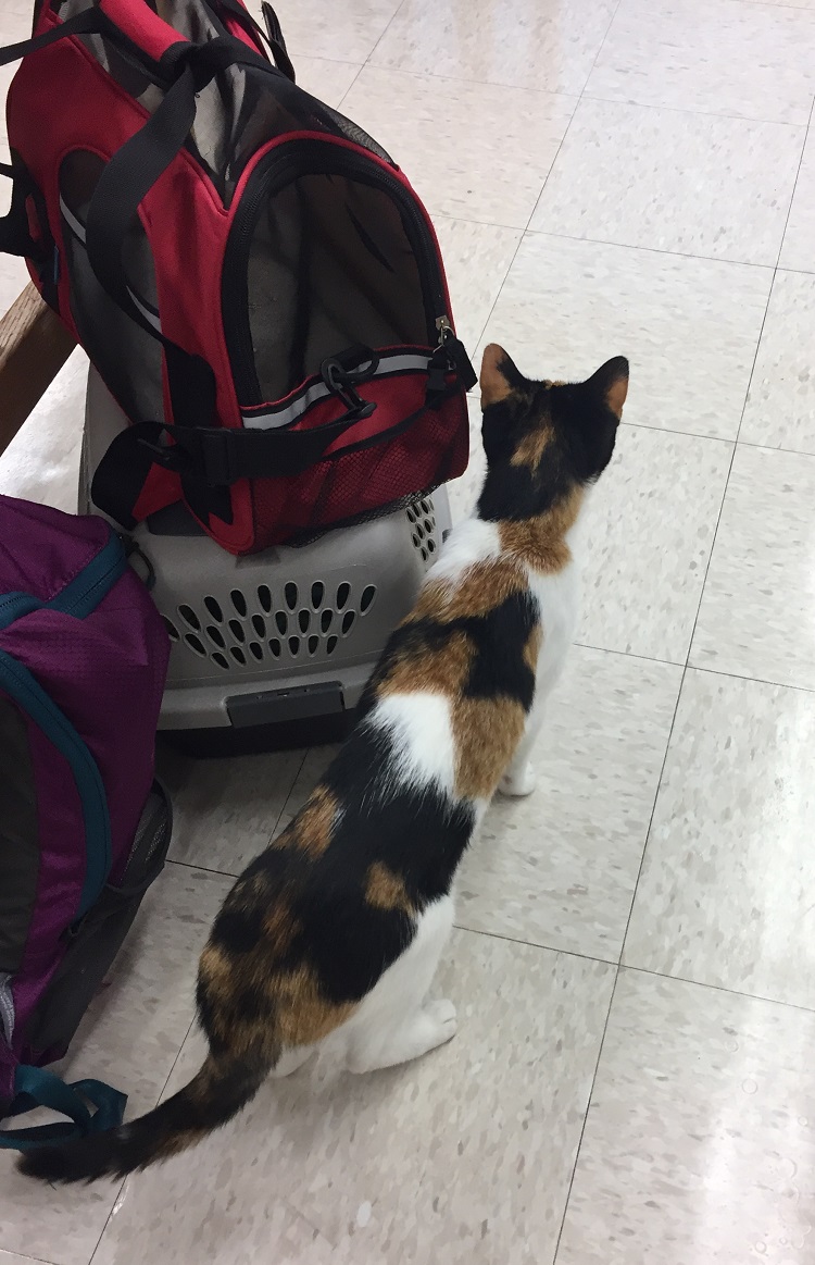 cat