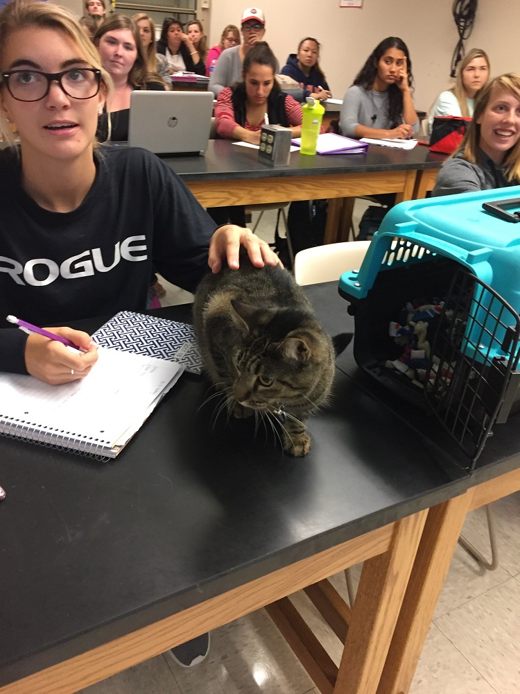 cat