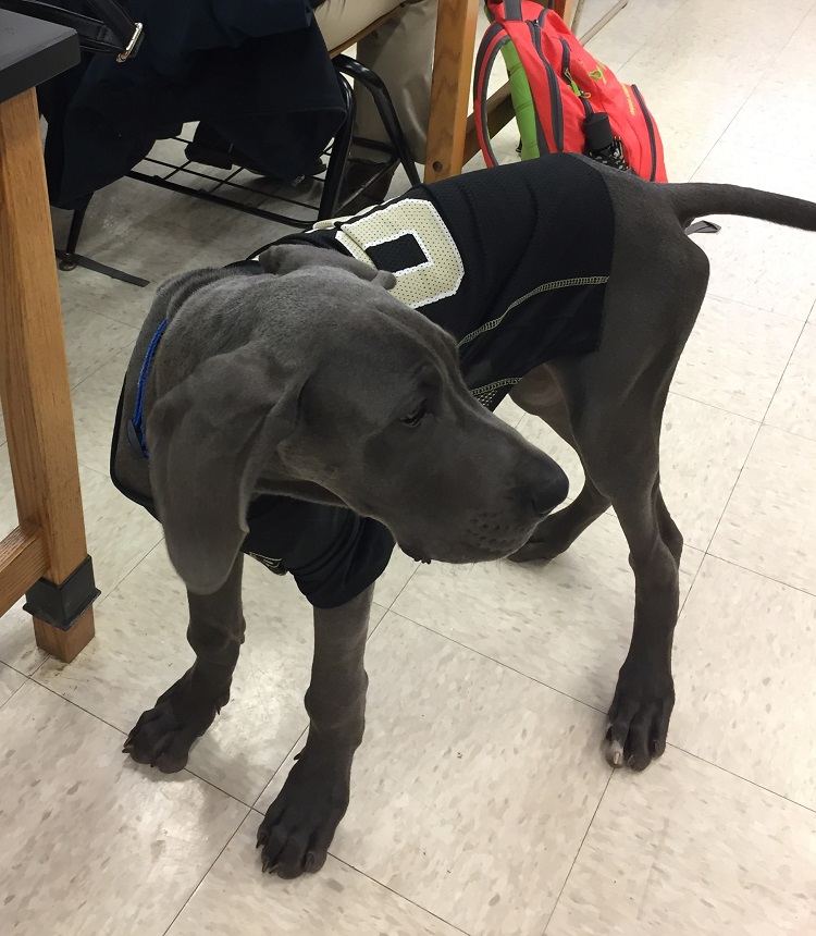 dog