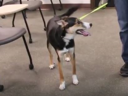dog