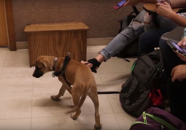 dog