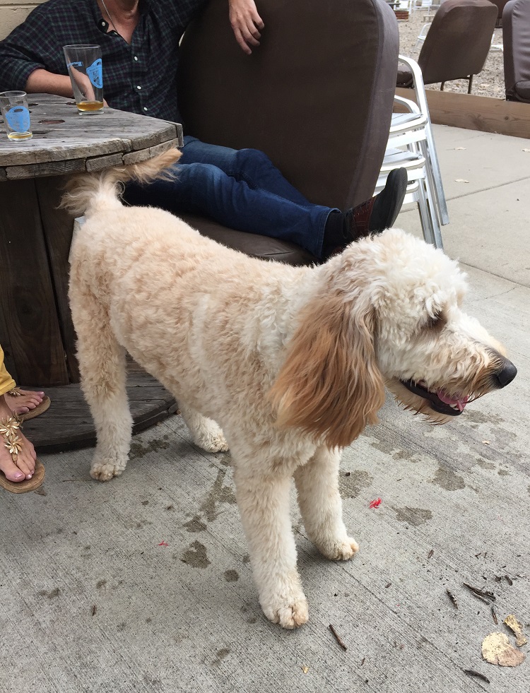 dog
