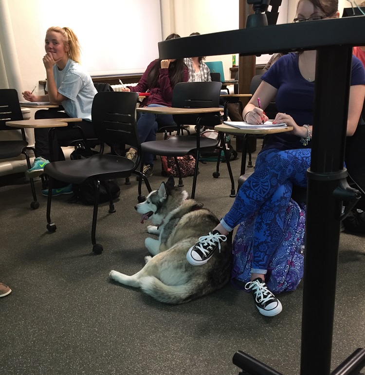 dog