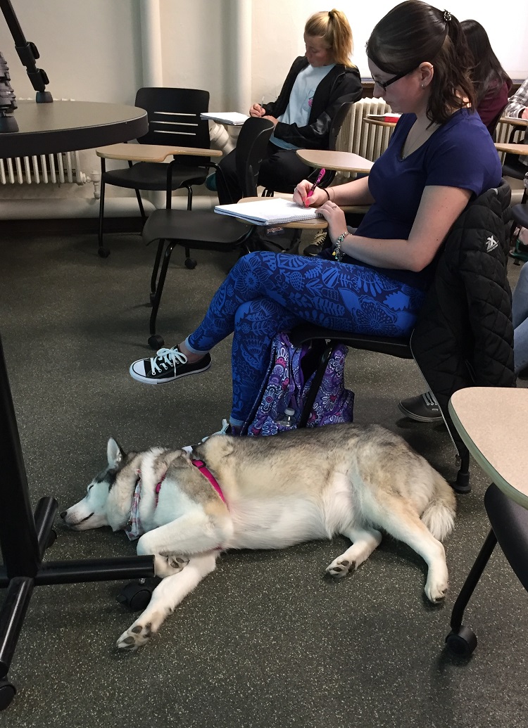 dog