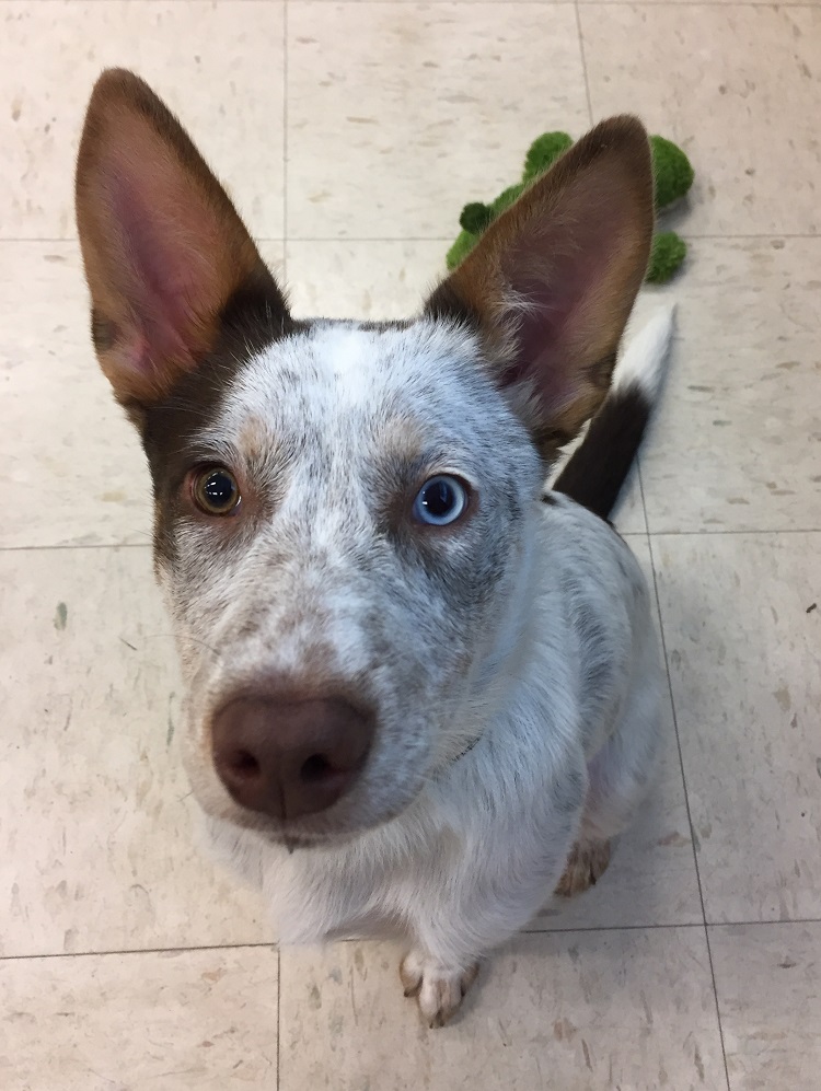 dog