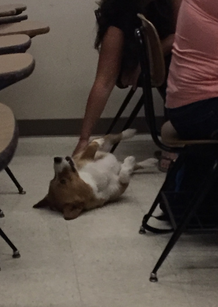 dog