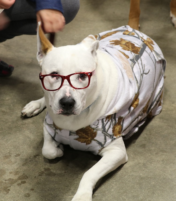 dog
