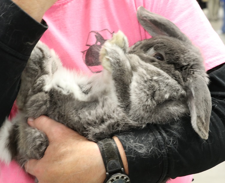 rabbit