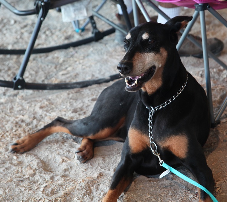dog