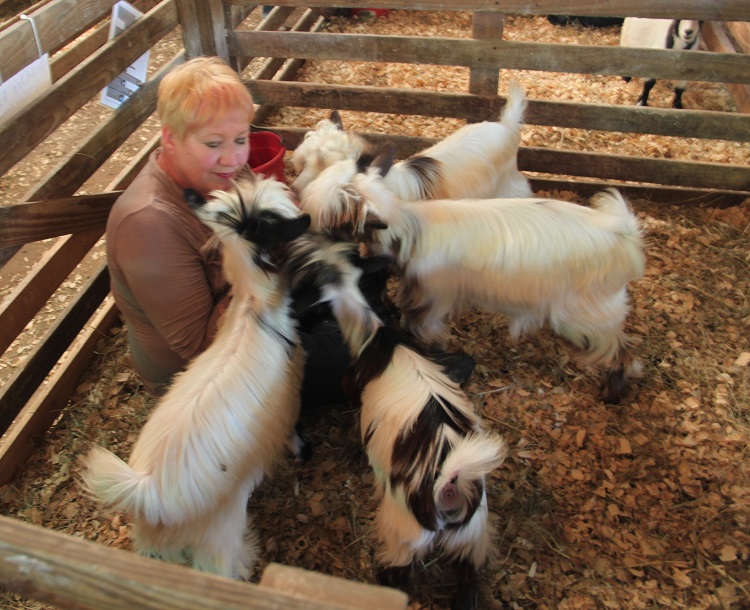goats