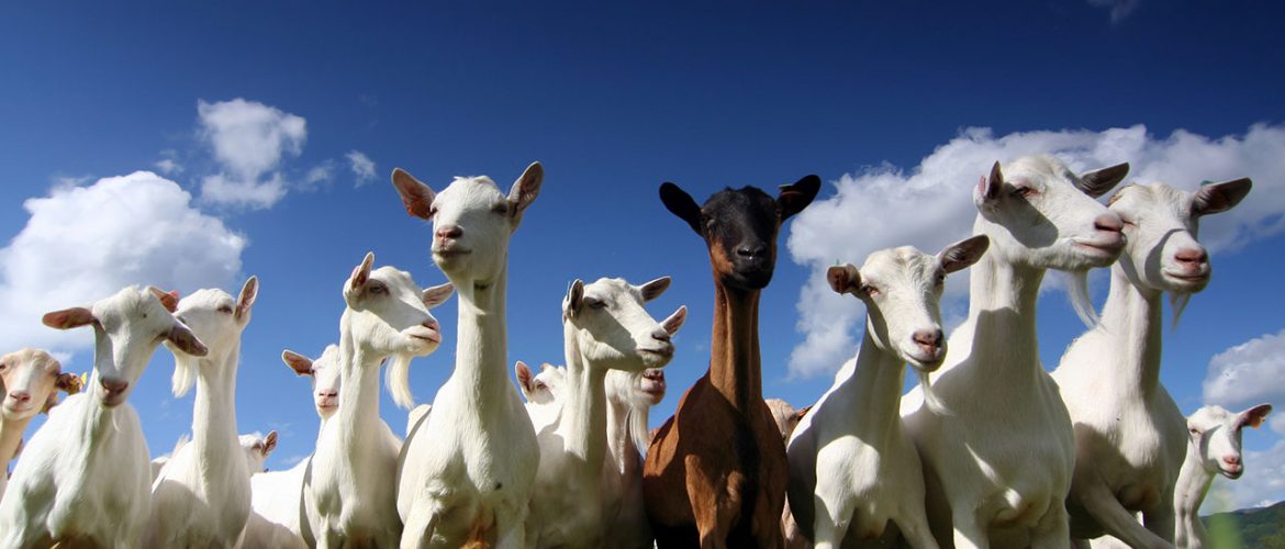 goats