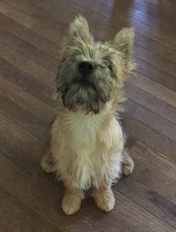 dog