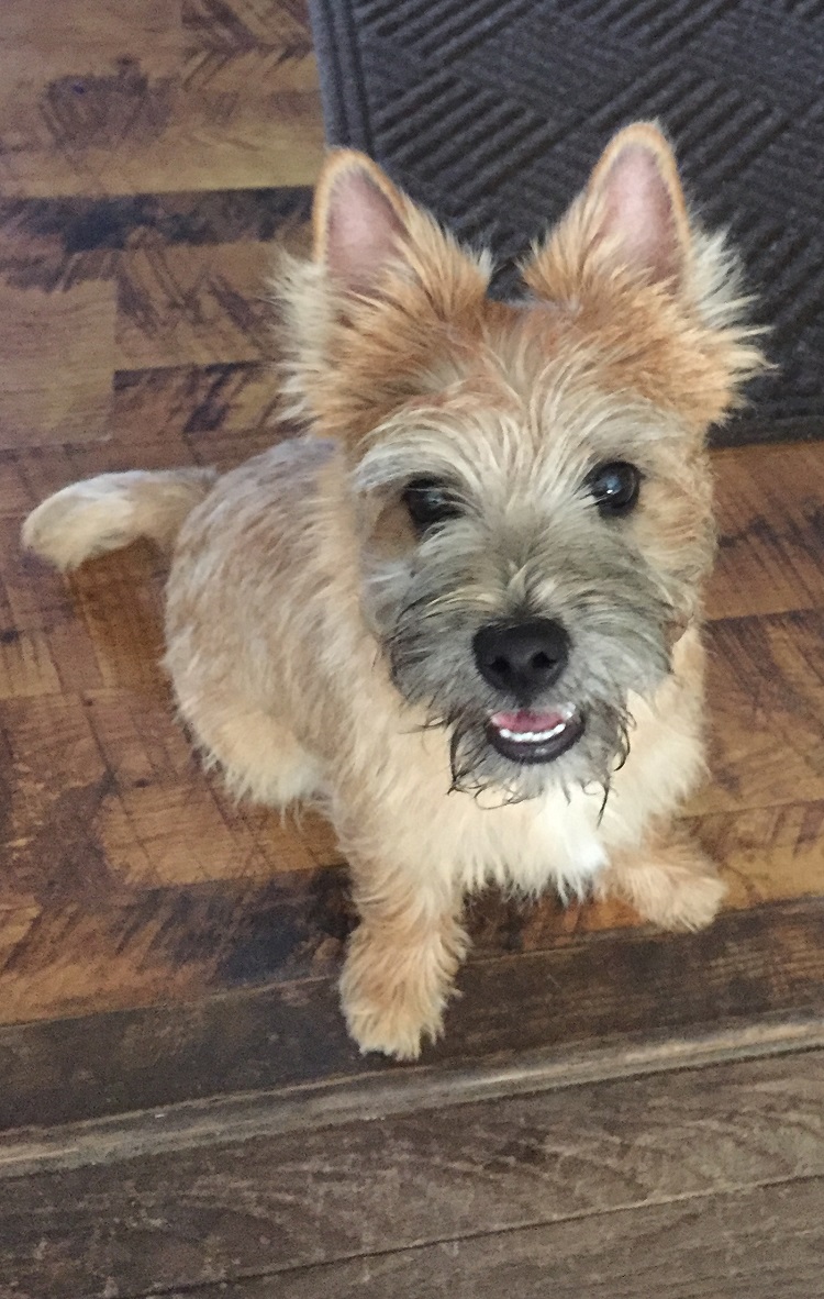 dog