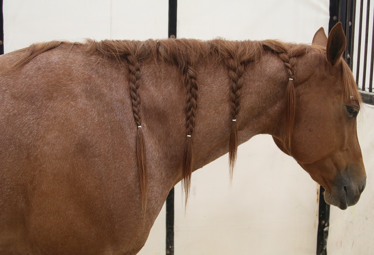 horse
