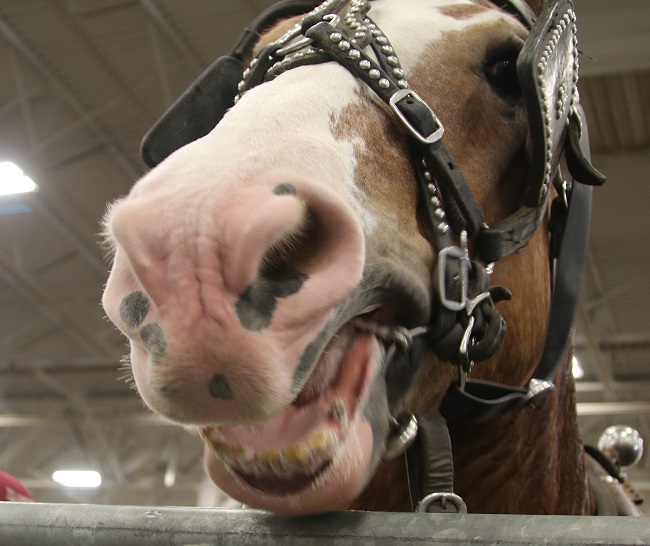 horse