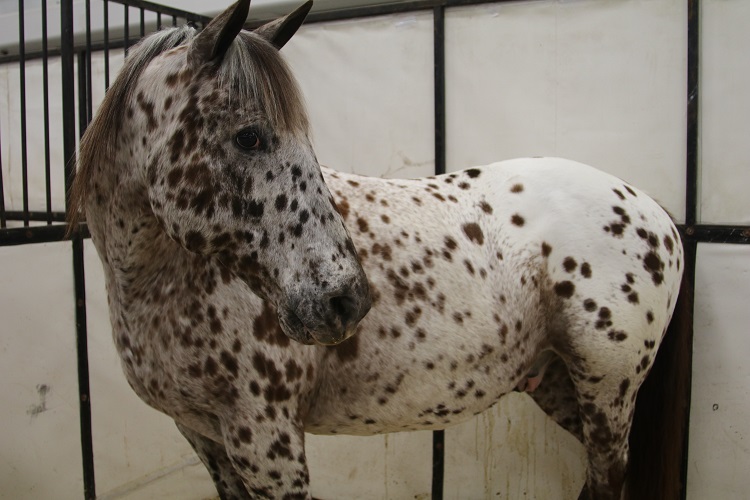 horse