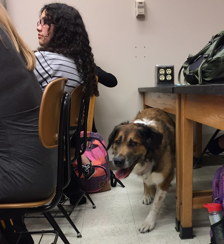 dog