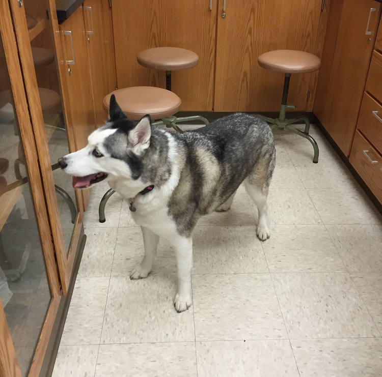 dog
