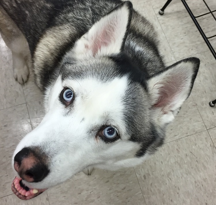 dog