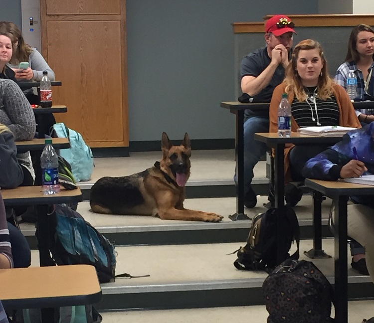 dog