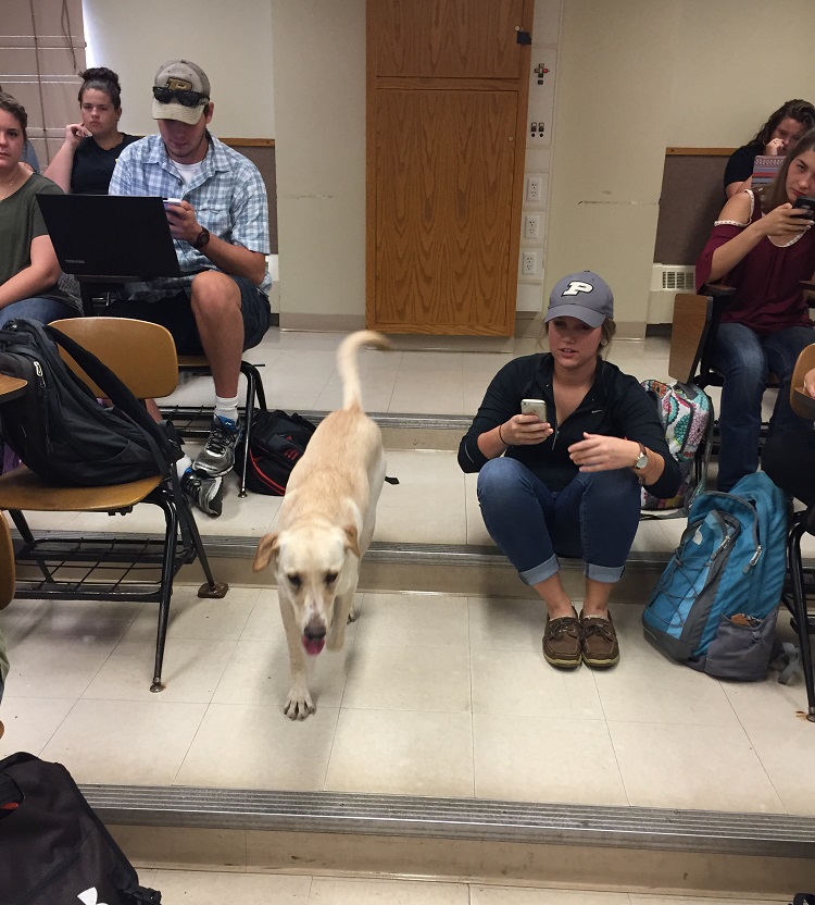 dog