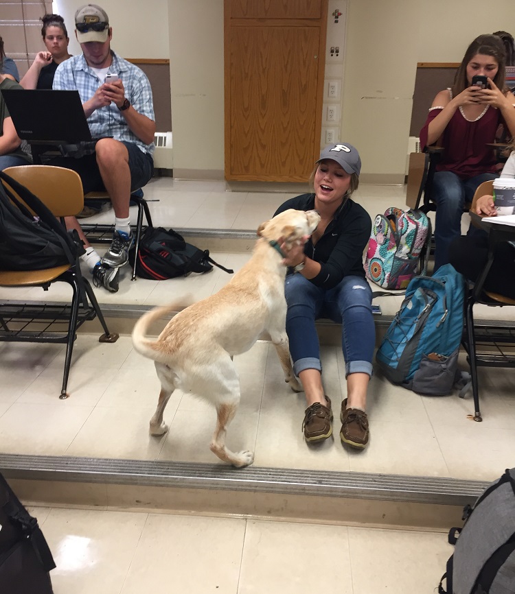dog