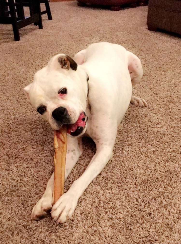 dog