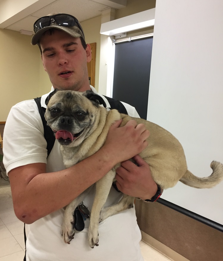 pug