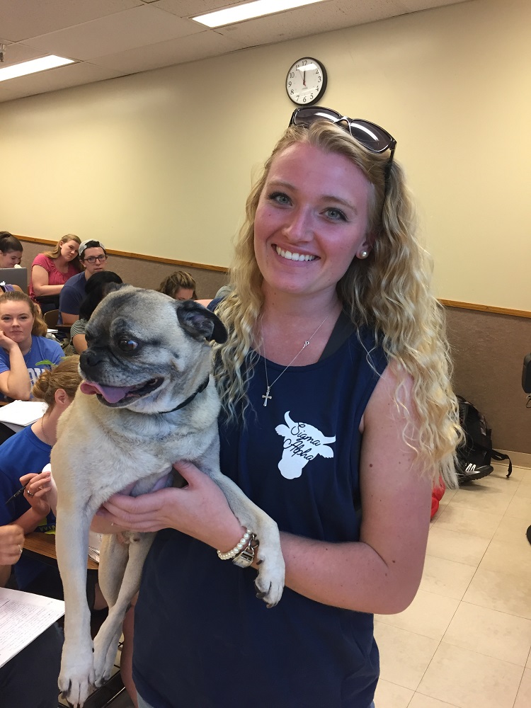 pug