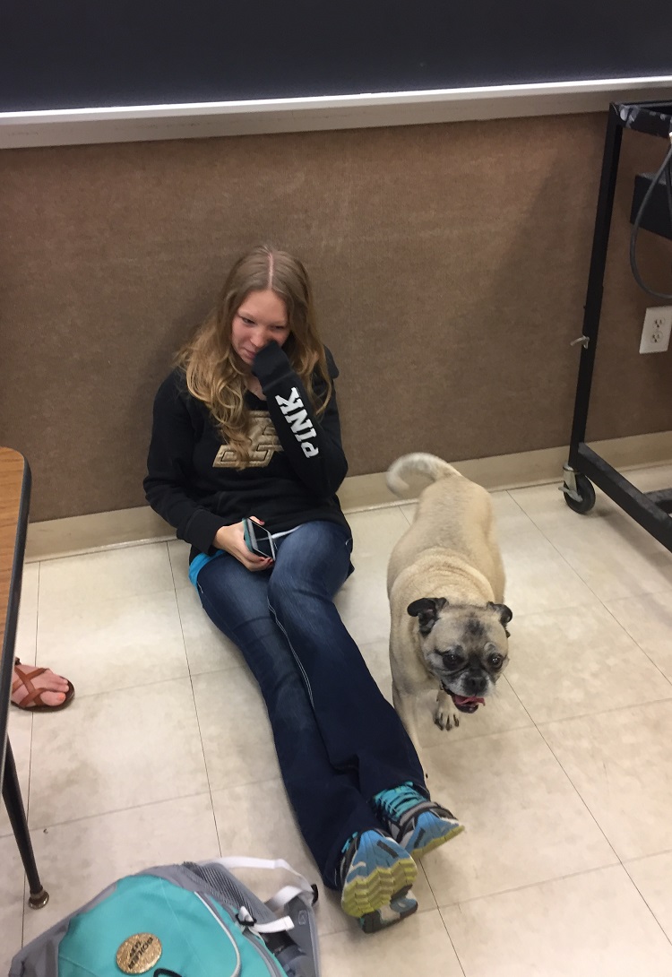pug
